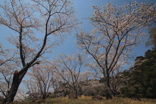 Hitoyoshi Plum Garden, JPG Hitoyoshi Plum Garden, JPG