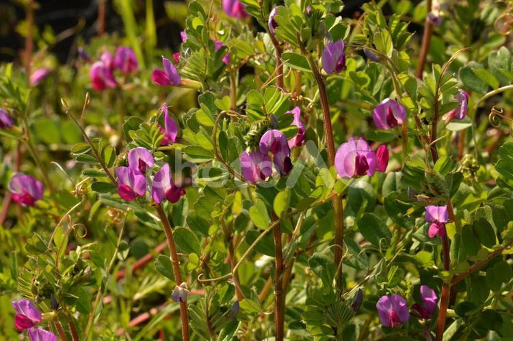 カラスノエンドウの花　春～夏の植物　マメ科の紫の花 花,カラスノエンドウ,春の写真素材