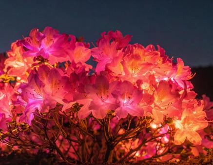 夜空とツツジの茂み 夜空とツツジの茂みの写真