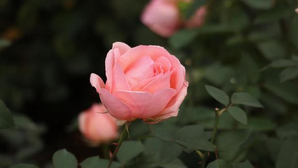 雨上がりの秋バラに恋しての写真