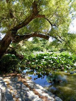 8月の鶴岡八幡宮、源氏池風景その２ 池,水,水辺の写真素材