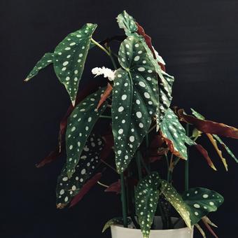 Photo, begonia maculata, macrata, begonia, 