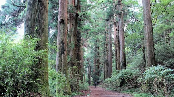 晩夏の元箱根旧東海道杉並木 晩夏の元箱根旧東海道杉並木 旧東海道杉並木,晩夏,森林の写真素材