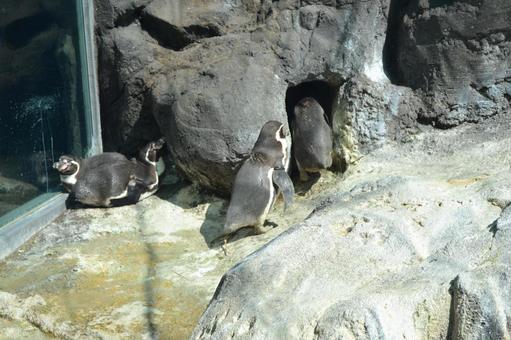 Photo, penguin, magellan penguin, aquarium, 