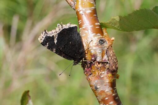 キベリタテハ キベリタテハ,タテハチョウ,チョウの写真素材