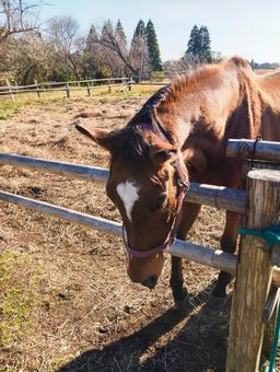 撫でて撫でてー 馬,牧場,午年の写真素材