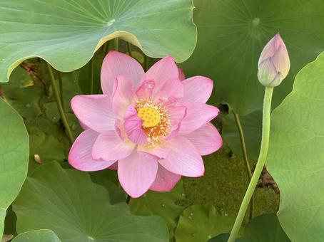 ハスの花 ハスの花の写真