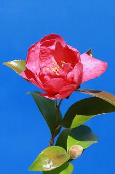 ツバキの花 花木,椿,赤色の写真素材