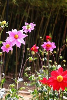 DAHLIAの2 DAHLIAの2の写真