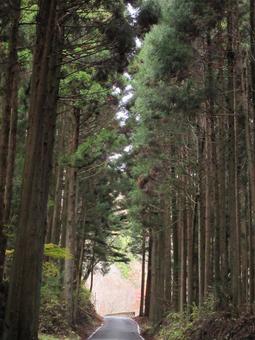 山中の道の写真