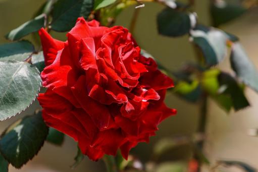 黒い白鳥と名付けられた赤い薔薇02 黒い白鳥と名付けられた赤い薔薇02 バラ,薔薇,花の写真素材