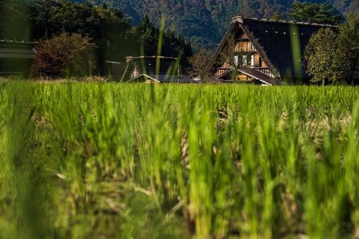 田んぼの刈り取り後の背景に合掌造り 田んぼの刈り取り後の背景に合掌造りの写真