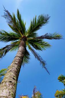 ヤシの木 ヤシ,ヤシの木,見上げるの写真素材