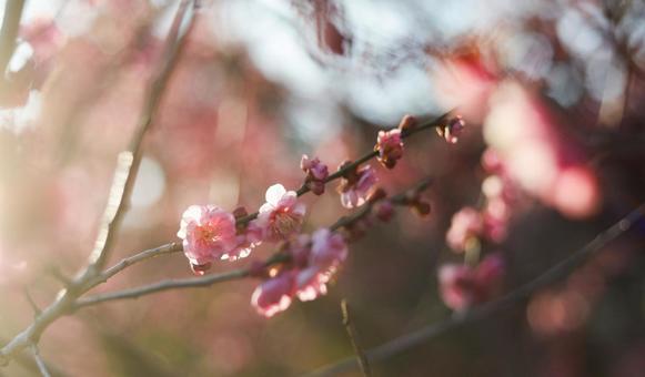 夕焼けと梅の花 夕焼けと梅の花の写真