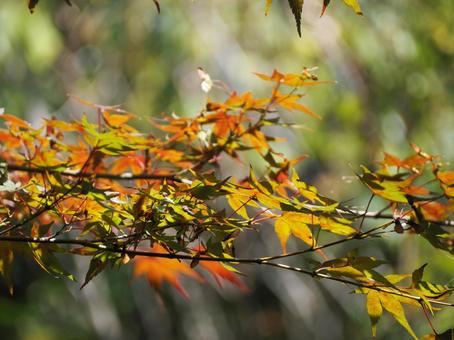 紅葉したモミジ 紅葉したモミジの写真