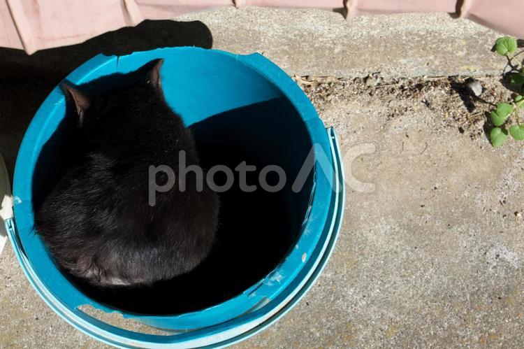 バケツの中の黒猫 ねこ,ネコ,猫の写真素材