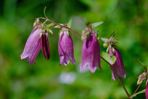 Mountain bellflower, JPG