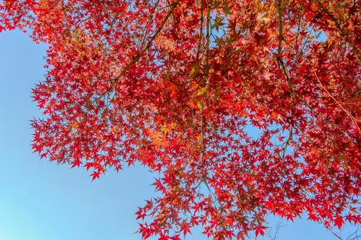 青空に映える春日公園の鮮やかな紅葉 木漏れ日,枝,逆光の写真素材