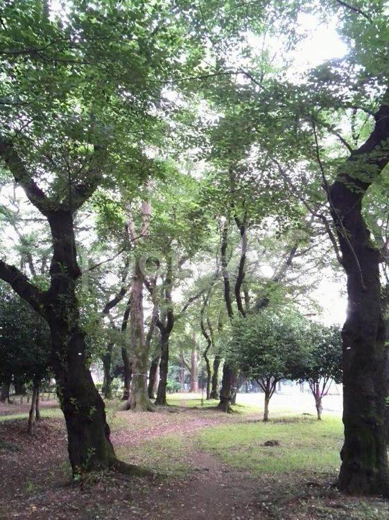 森林風景 森林,木,風景の写真素材