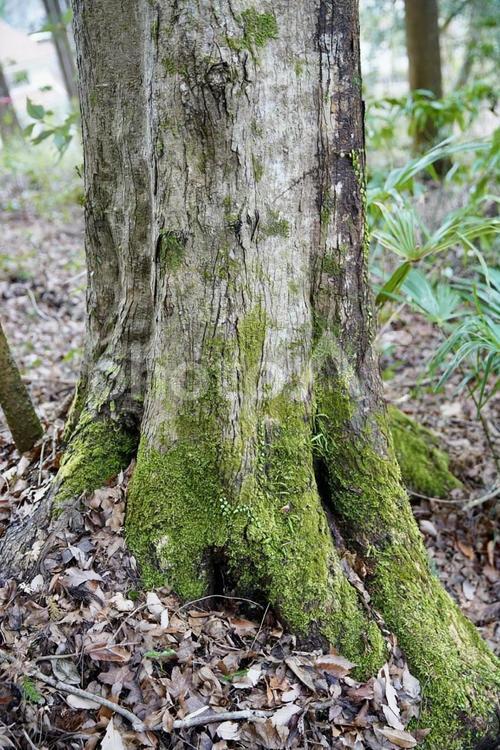 苔の生えた木 自然,木,苔の写真素材
