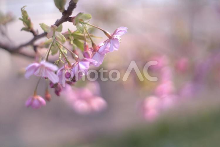＜五島の春の風景＞奥浦町の河津桜 桜,河津桜,春の写真素材