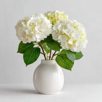 花瓶に入った白色の紫陽花 花瓶に入った白色の紫陽花の写真