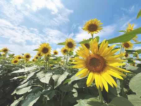 清々しい晴天の下のひまわり畑 清々しい晴天の下のひまわり畑 ひまわり,向日葵,花畑の写真素材