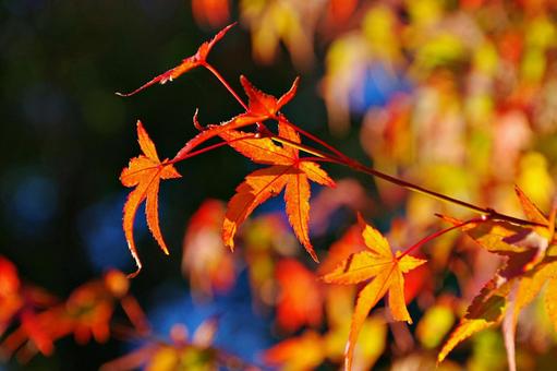 陽射しの中のイロハモミジ イロハモミジ,紅葉,葉の写真素材