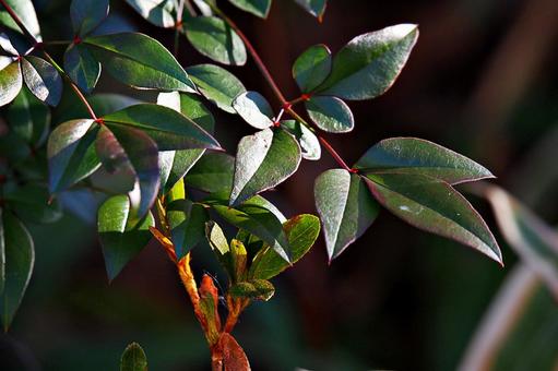 冬のナンテン ナンテン,南天,葉の写真素材