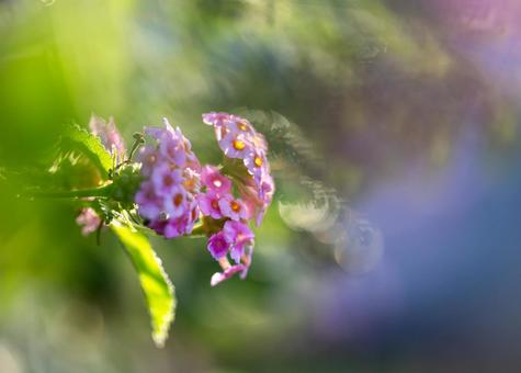 ランタナの写真