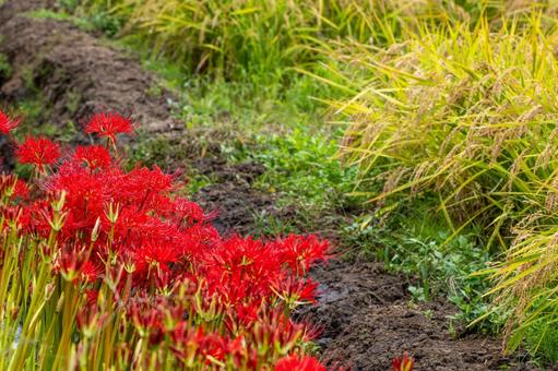 ヒガンバナ(85) 花,ヒガンバナ,マンジュシャゲの写真素材