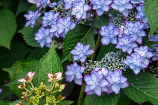 紫陽花 紫陽花の写真