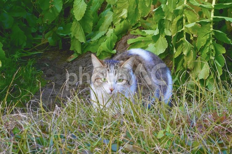 草むらの隠れた猫 猫,可愛い,動物の写真素材