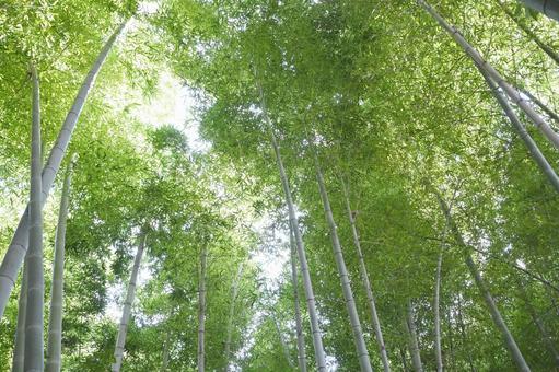 竹林 竹,竹藪,癒しの写真素材