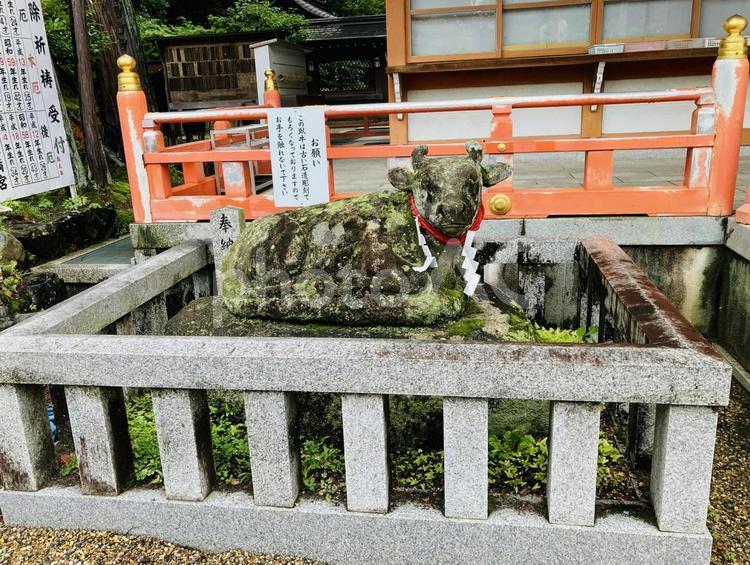 長岡天満宮　神牛 長岡天満宮,京都府長岡京市,京都十六社の写真素材