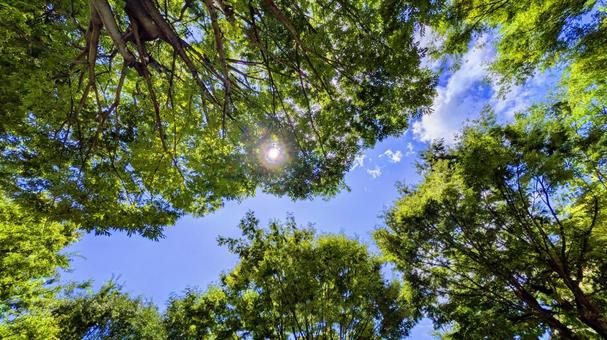 青空と緑の木々-18 青空と緑の木々-18の写真