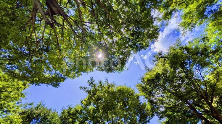 青空と緑の木々-18 素材,壁紙,ブルースカイの写真素材