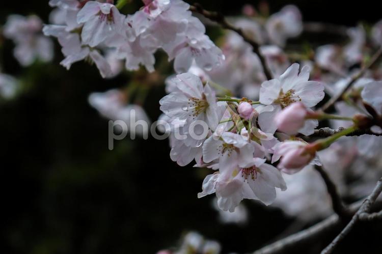 雨に濡れた桜 桜,桜の花,春の写真素材