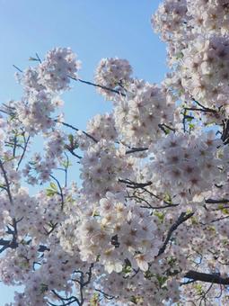 桜 桜の写真