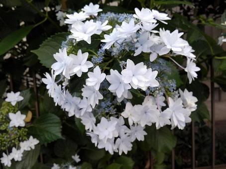 紫陽花 紫陽花の写真