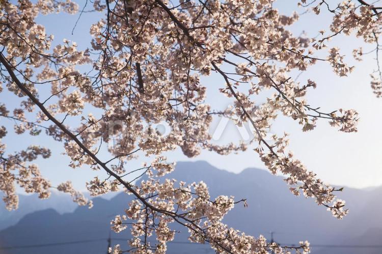 春陽の安曇野　夕暮れと満開の桜並木 自然,晴天,晴れの写真素材