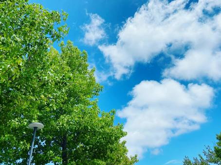 夏空 夏空の写真