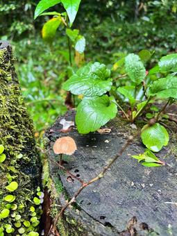 秋 きのこ,秋,木の写真素材