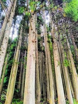 美しい緑の山道をハイキング 山道,森林,散策の写真素材