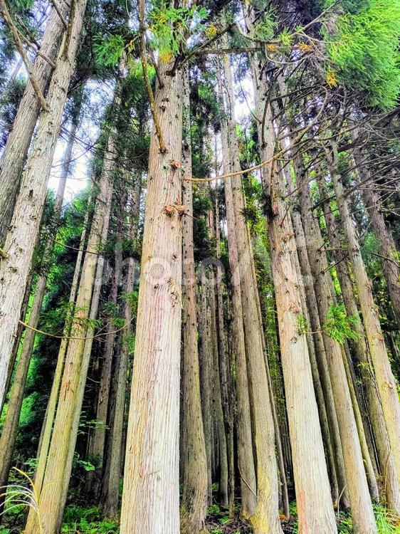 美しい緑の山道をハイキング 山道,森林,散策の写真素材