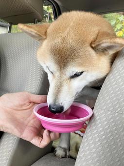 車内で水を飲む柴犬｜縦 柴犬,愛犬,日本犬の写真素材