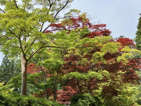 高野山 高野山 の写真