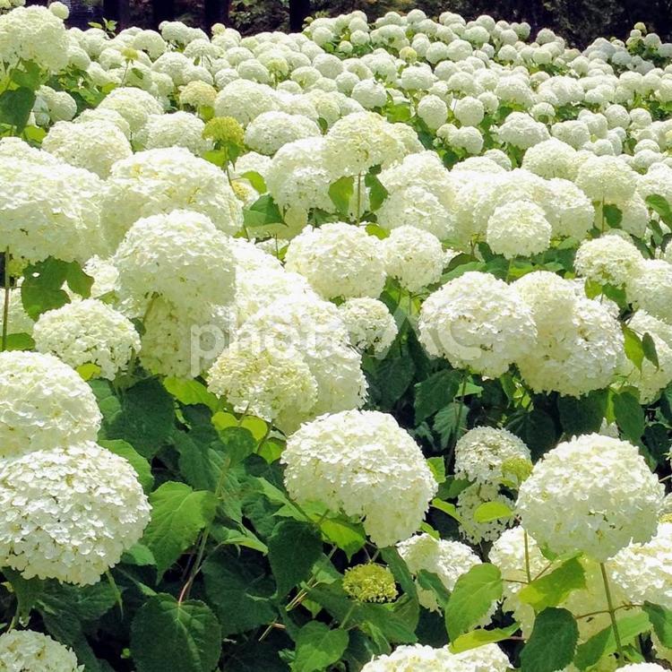 白色の紫陽花(アジサイ)の花 紫陽花,アジサイ,植物の写真素材