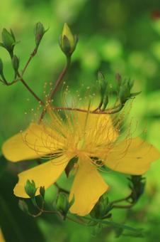 黄色い花 黄色い花の写真