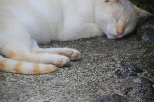 ねこ ねこ のらねこ,にゃんこ,可愛いの写真素材